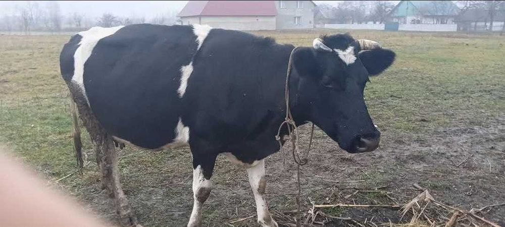 Сиыр безумен корова с теленком