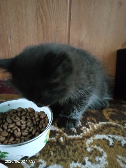 Отдам даром котят