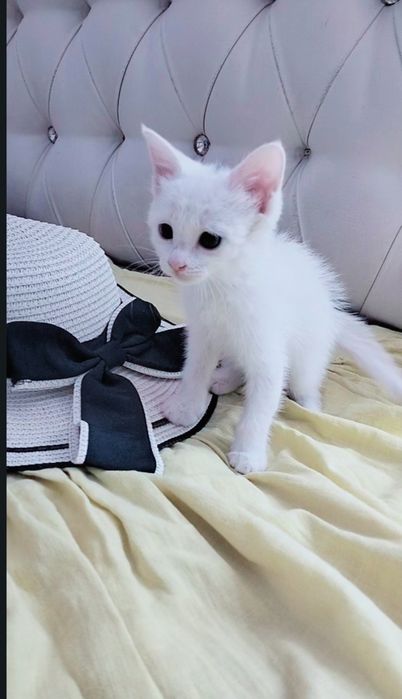 Белые пуШистые коТята