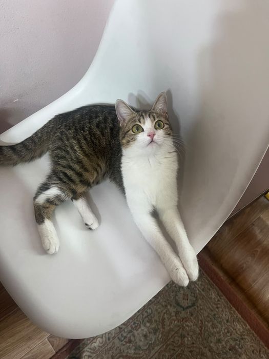 Кошка  бесплатно