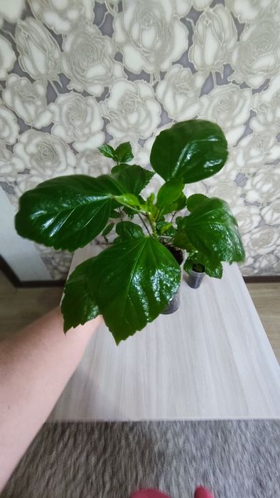 Продам гибискус (китайская роза)