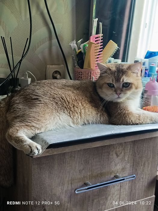 Кот британец на Вязку с редким окрасом Bri NU 11