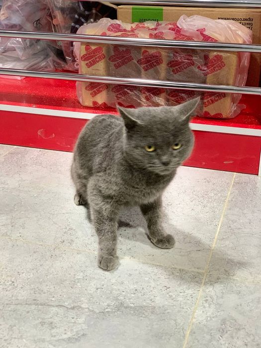 Скотиш Страй кот мальчик