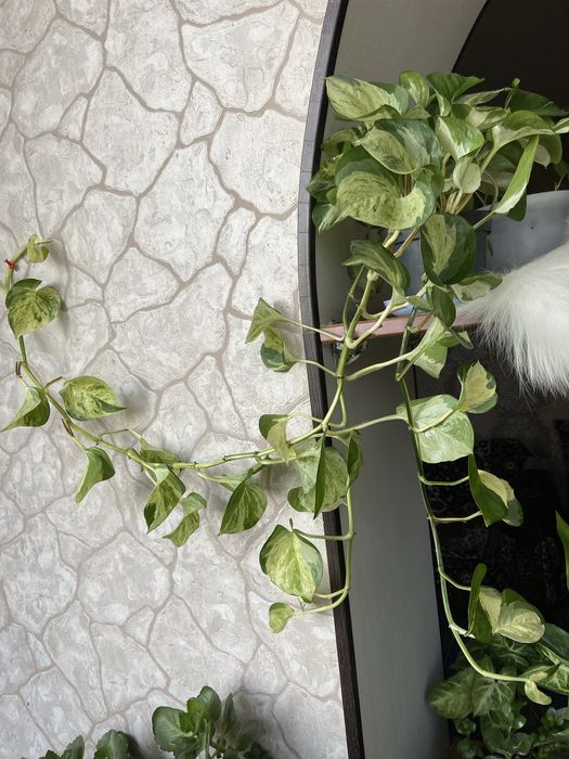 Продам  вьющиеся сортовые сциндапсусы(3вида)