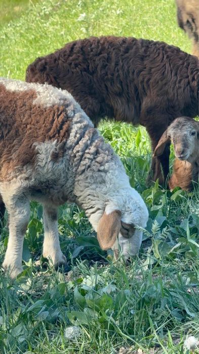 Баран қой қозысымен 60 бас