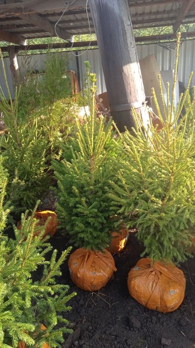 Ель, пирамидальные тополя