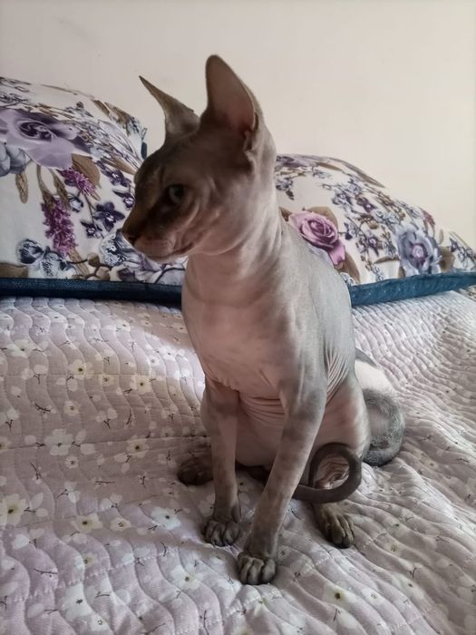 Канадский сфинкс вязка