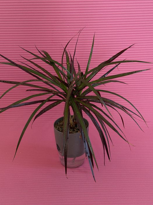 драцена маргината магента