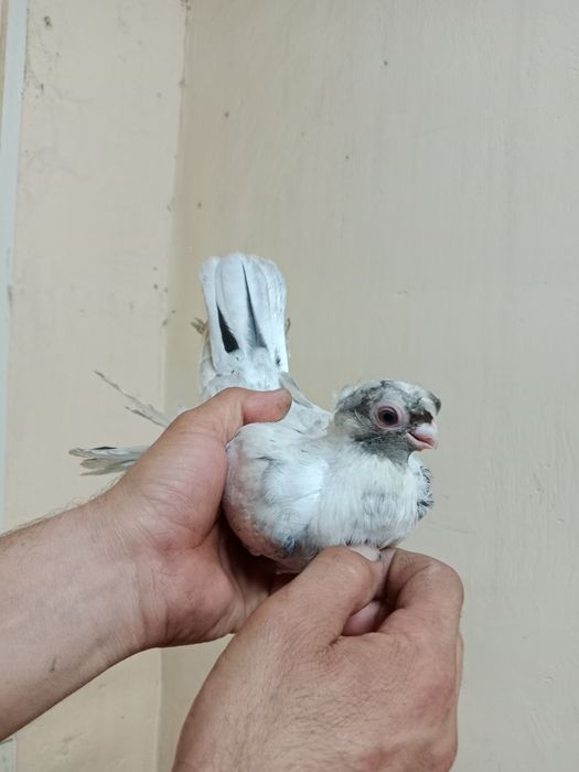 Продам малоносых голубей