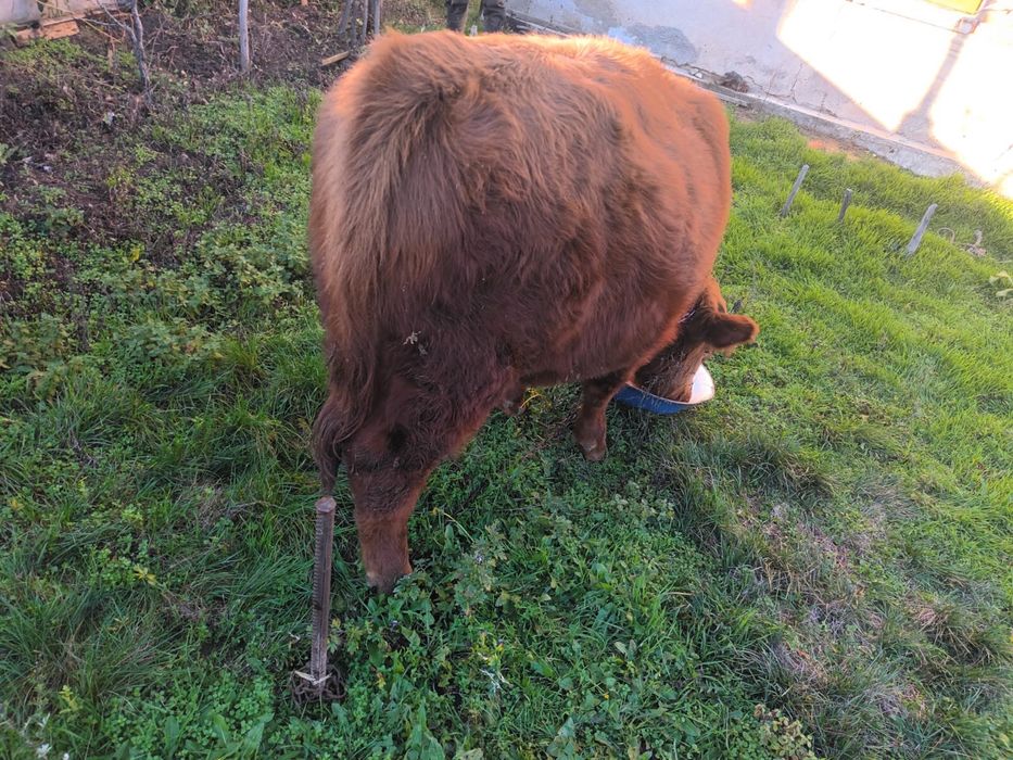 Tauras Angus de vanzare