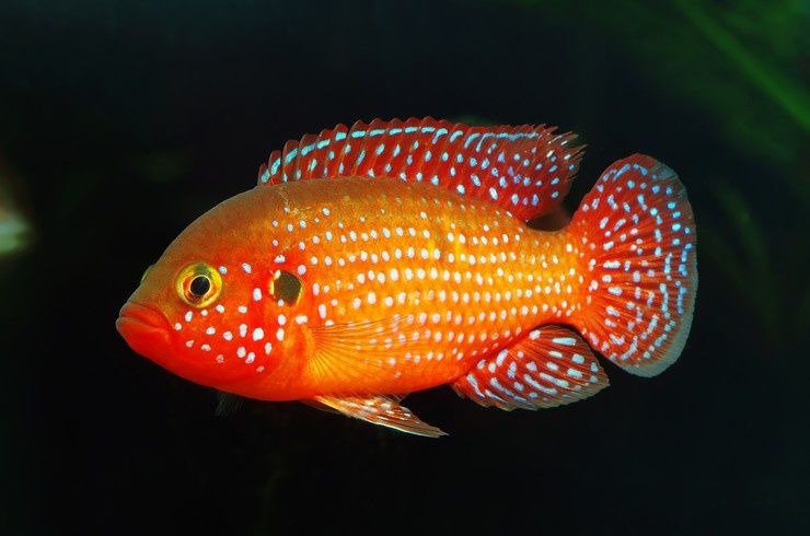 В продаже хромисы красавцы цихлиды.