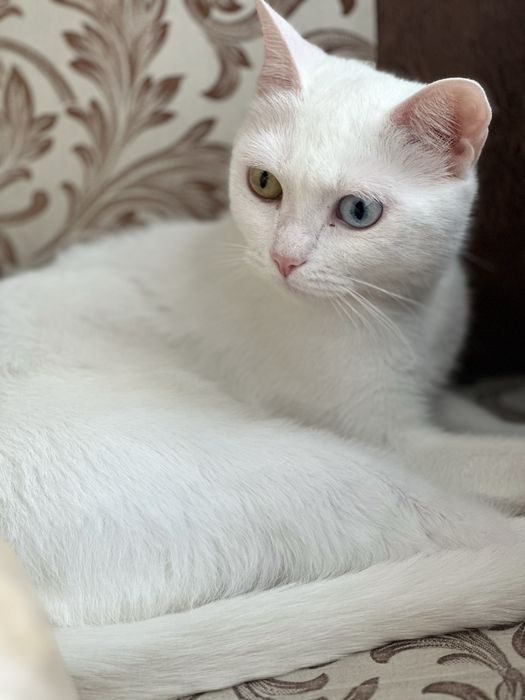 Кошка породы Као-Мани