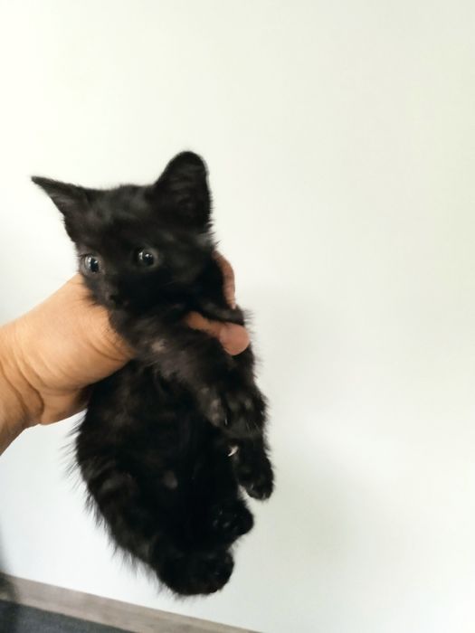 Котёнка в хорошие руки