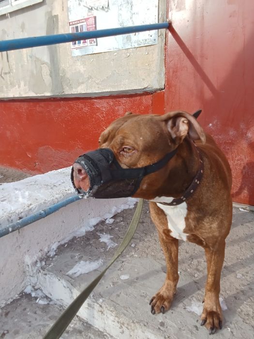 Отдам собаку питбуль