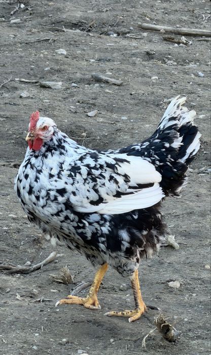 Pita Pinta Asturiana pasari si oua