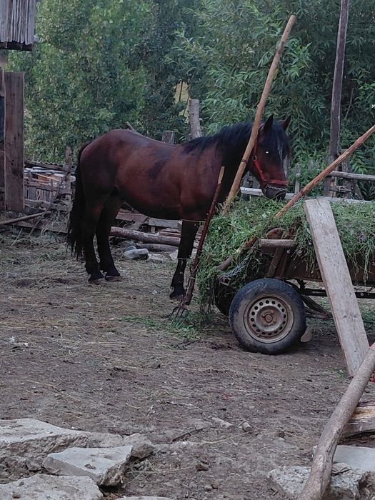 De vânzare sau schimb armăsar cu iapa