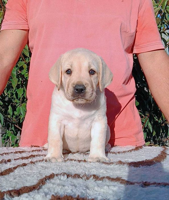 Labrador Retriever cu pedigree Tip A – canisă FCI Hidalgo’s Spirit