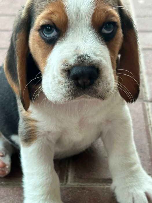 catelus Beagle frumos