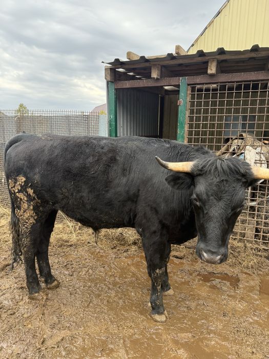 Бык, с откорма 2,2 года.