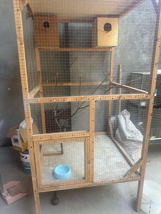 Toti qush kabutarlar uchun tayyor in bor boyi 2mertdan oshiq