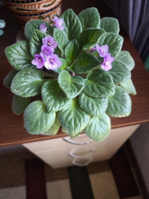 Цветы комнатные эониум, спатифилум, фиалки, денежное дерево