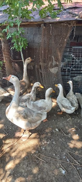Продам Гусята Утята Тараз