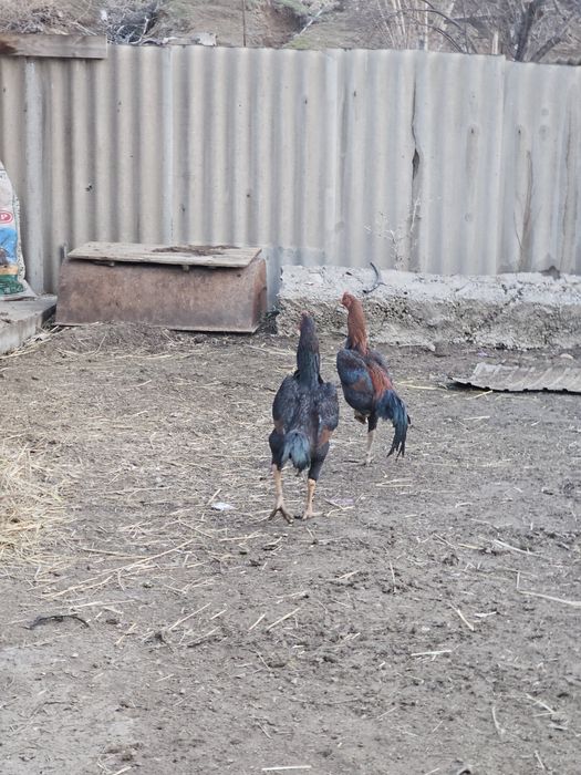 Бойцовские петухи