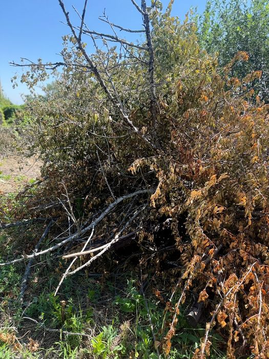 Отдам дрова бесплатно