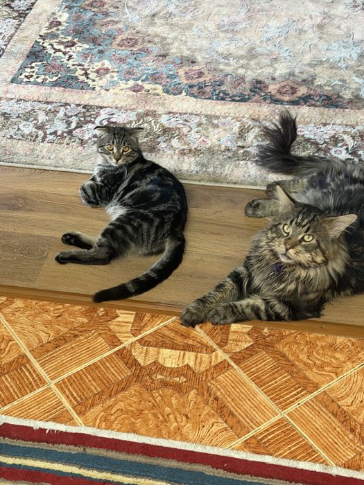 Отдам котят в добрые руки