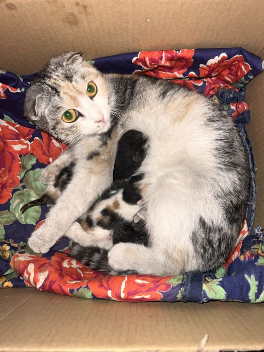 Scotish fold 5ta bolasiyam