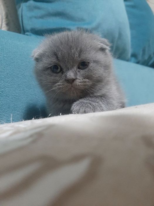 Скоттиш фолд ўғил