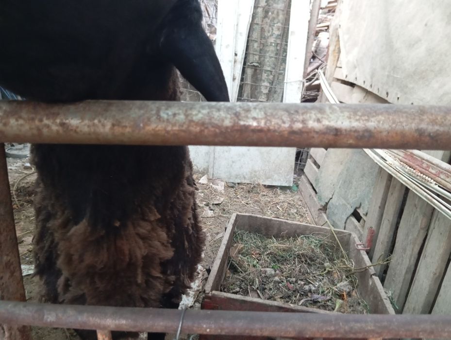 Продается баран мужик