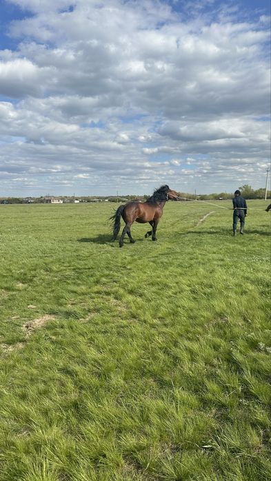 Жеребец 5 лет Жеребец 9 лет