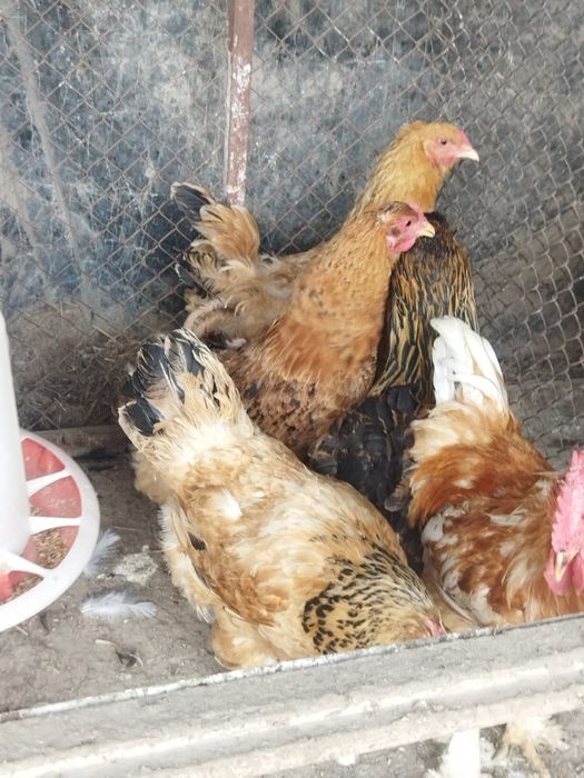 Продам куры домашние