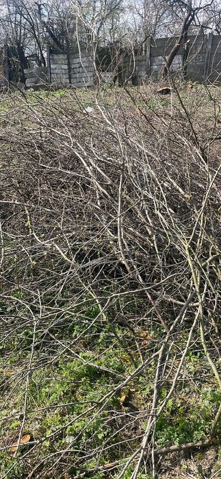 Crenguțe gratis lemne de foc