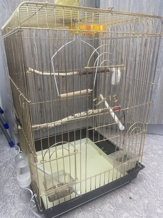 Попугай  Корелла.