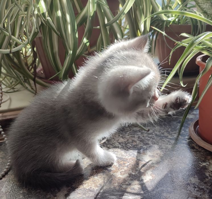 Шатланские котята