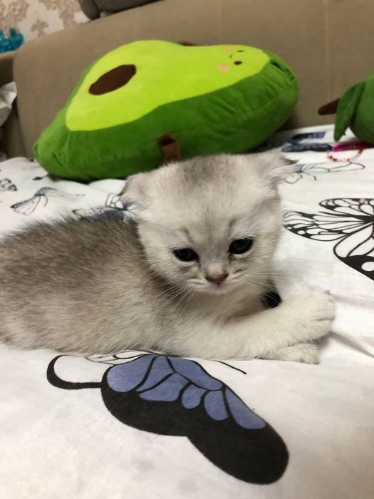 Котята окрас серебристая шиншила