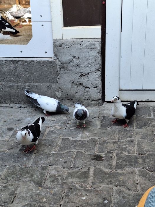 Porumbei zburatori de Budapesta