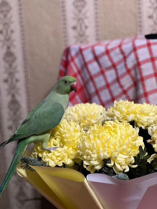 Продам ожерелового попугая