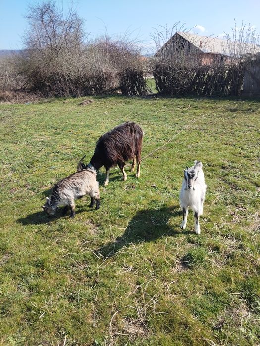 Vând 2 capre una dintre ele are dauă ieduțe și cealaltă este gestantă