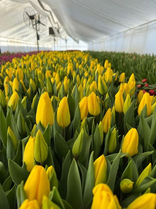 Голландские тюльпаны от производителя, оптом