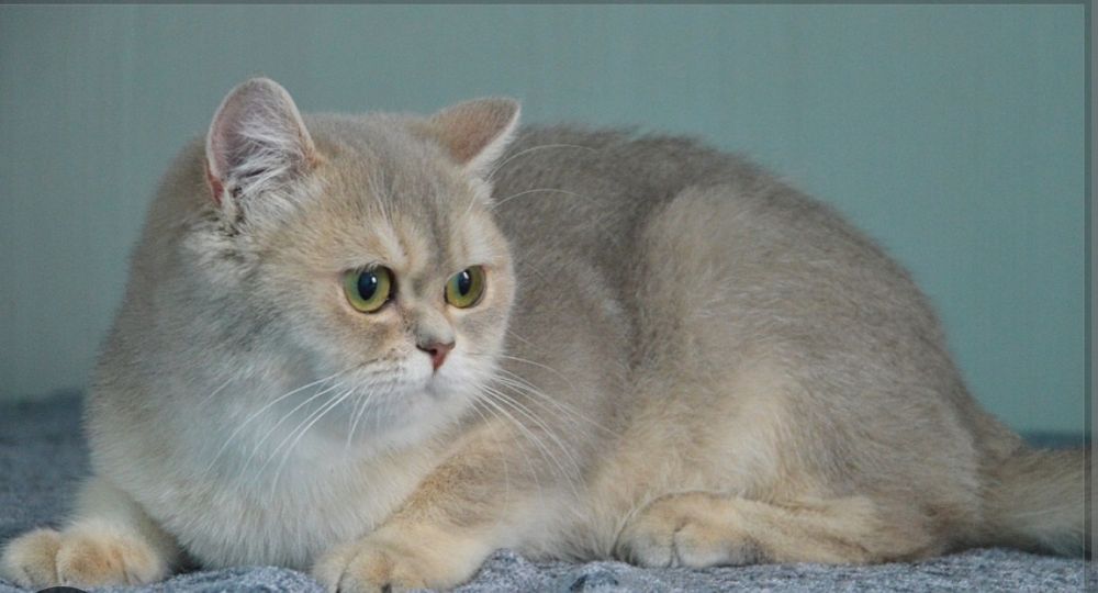 Шиншиллы голубое золото