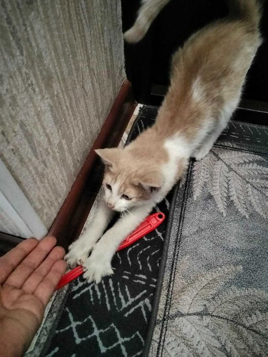Котята в добрые руки (оба мальчики) крысоловы