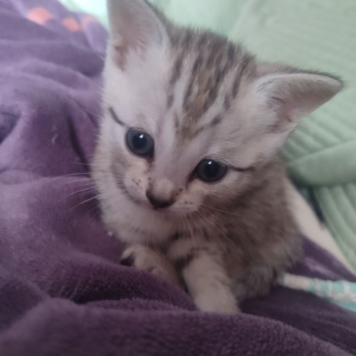 Продам котят породистые