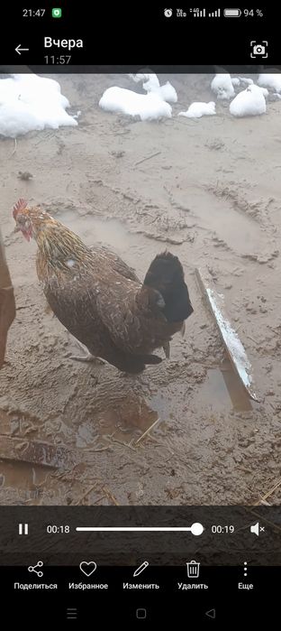 8000 тенге карлик