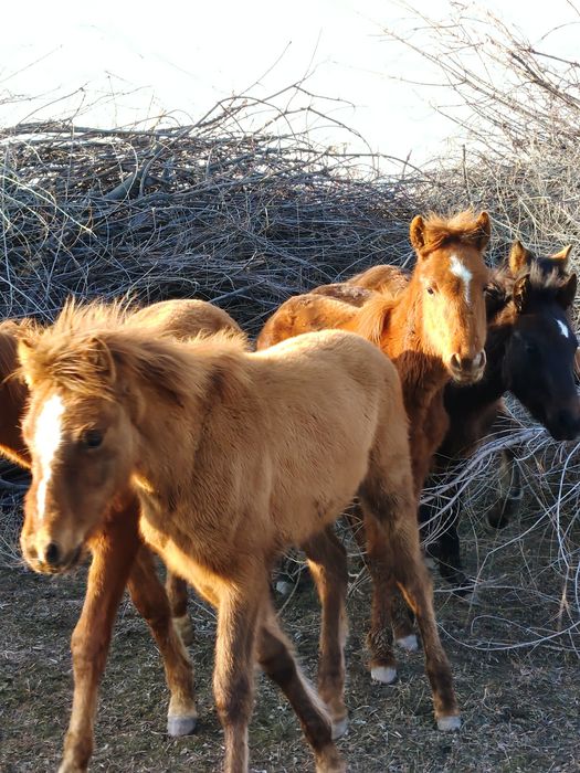6 бас жабағы 250 мын