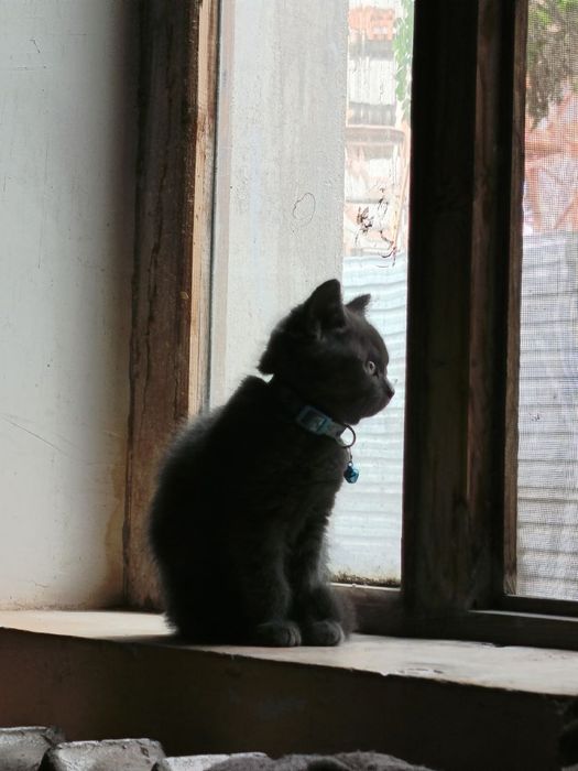 Скоттиш фолд 3 ойлик
