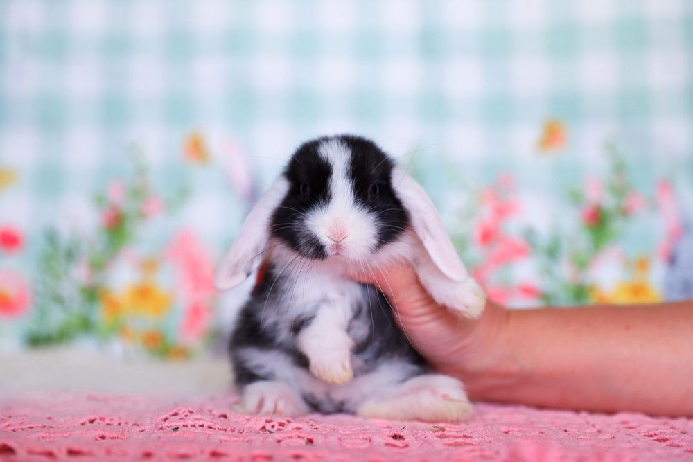 Вислоухие крольчата