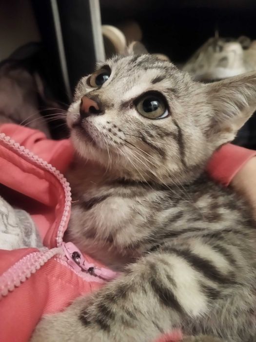 Котенок в добрые руки